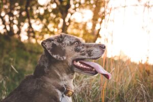 dog portraits in omaha, nebraska