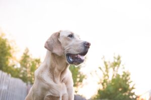 dog portraits in omaha, ne