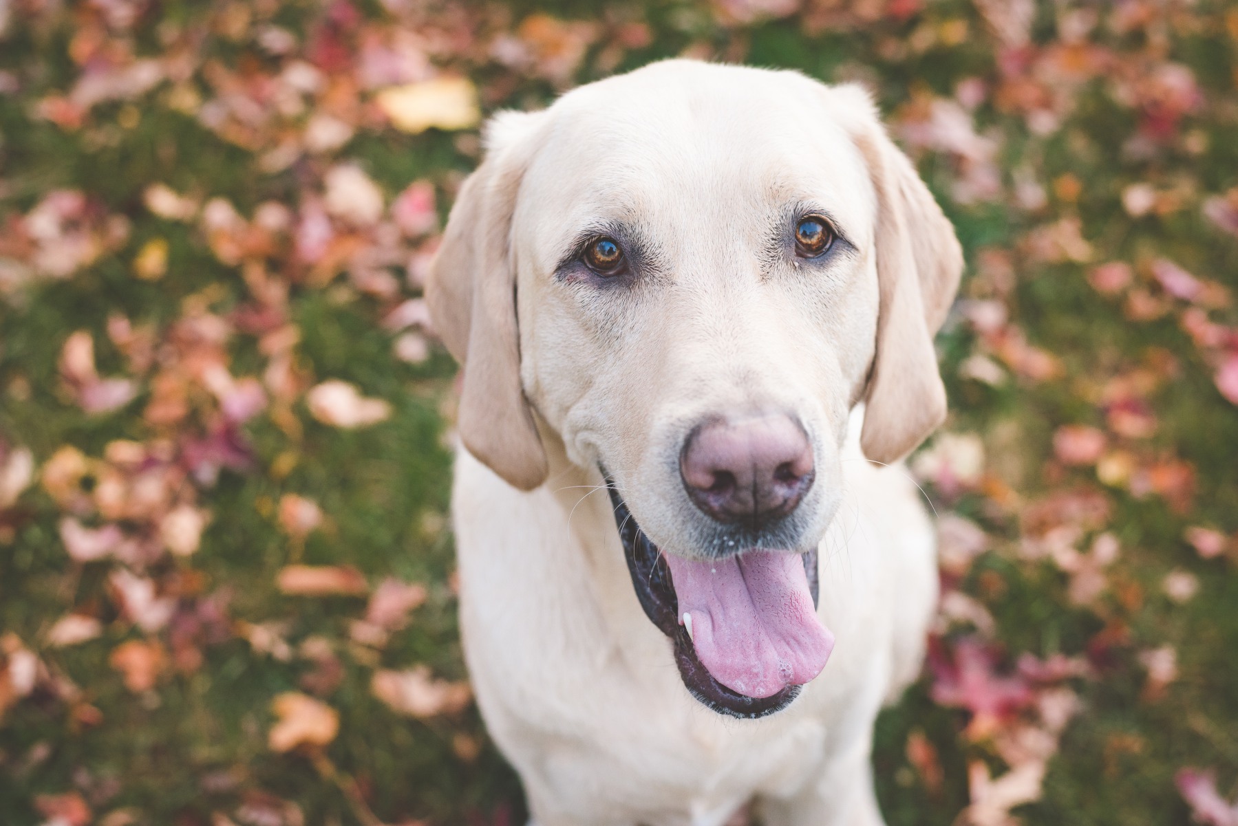 dog portrait fall leaves in Omaha, NE