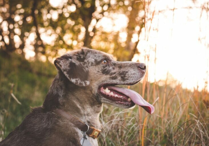 dog portraits in omaha, nebraska